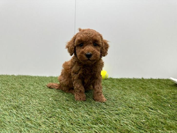 Nestjes Dwergpoedel pups, Dieren en Toebehoren, Honden | Chihuahua's en Gezelschapshonden, Meerdere dieren, Poedel, Fokker | Professioneel