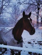 Halve stal gezocht voor beide paarden, Dieren en Toebehoren, Paarden, Meerdere dieren, Zadelmak, 165 tot 170 cm