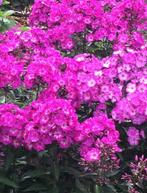 Phlox fuchsia/vlambloem, Autres espèces, Plein soleil, Été, Enlèvement