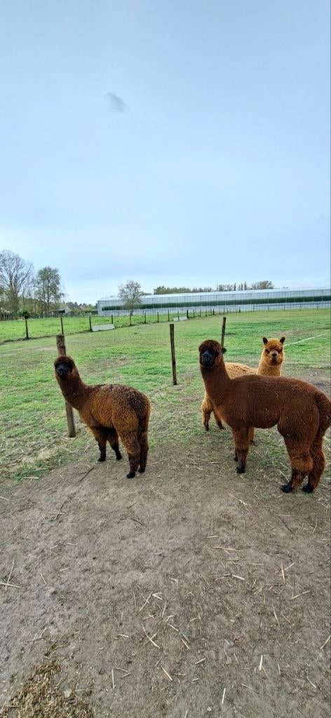 Alpaca kudde, Januari, Meerdere dieren