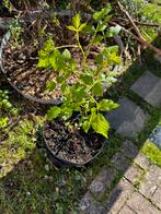 Kant-en-klare Aardbeien & Framboos Plantenbak.  €30!, Tuin en Terras, Planten | Tuinplanten, Ophalen of Verzenden