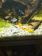 Aquarium vissen, Dieren en Toebehoren, Vis, Zoetwatervis