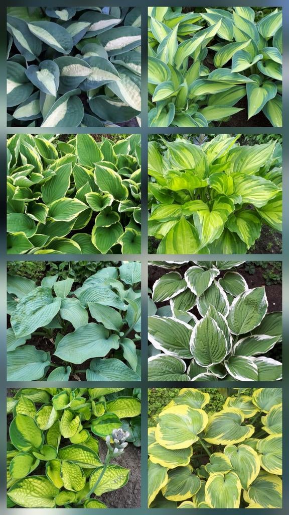Hosta planten in pot, Tuin en Terras, Ophalen