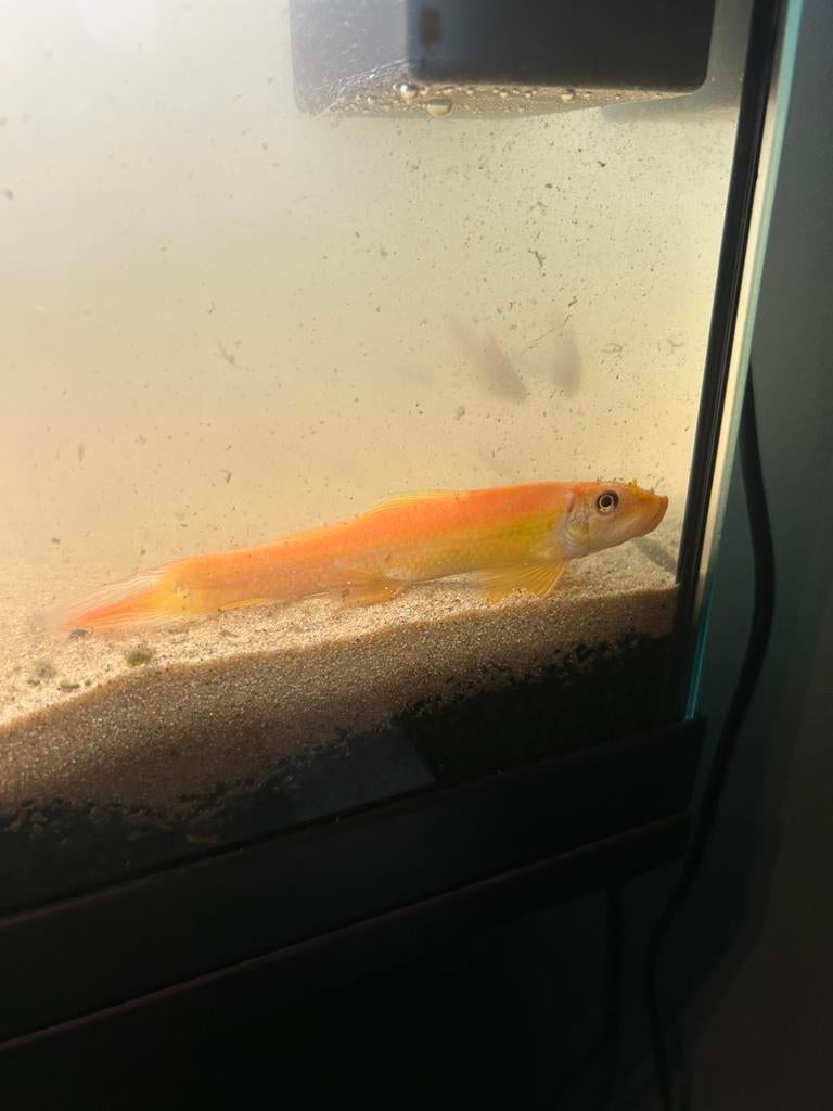 Gratis vissen, Dieren en Toebehoren, Vissen | Aquariumvissen