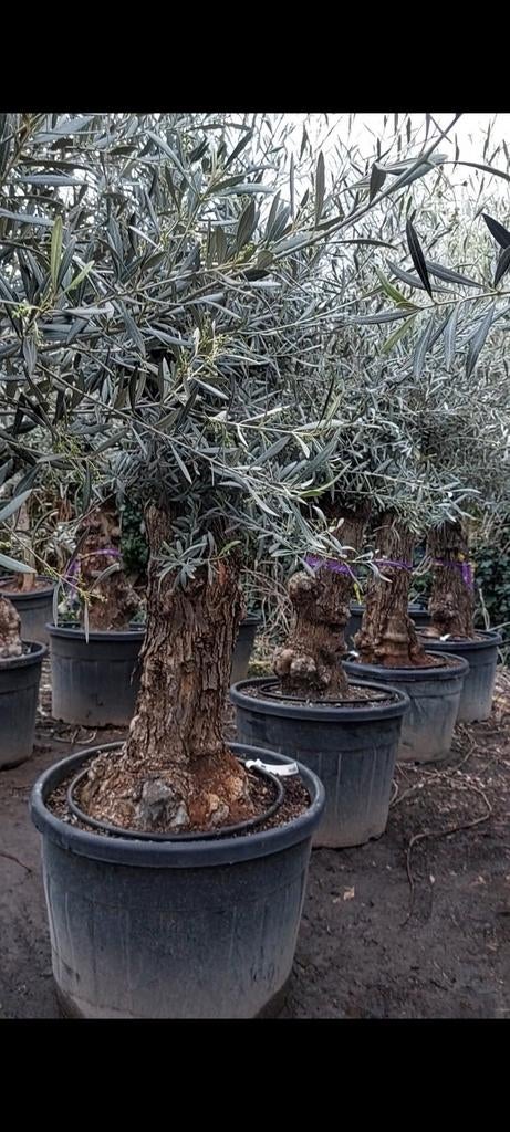 Prachtige exclusieve olijfbomen, Tuin en Terras, Ophalen