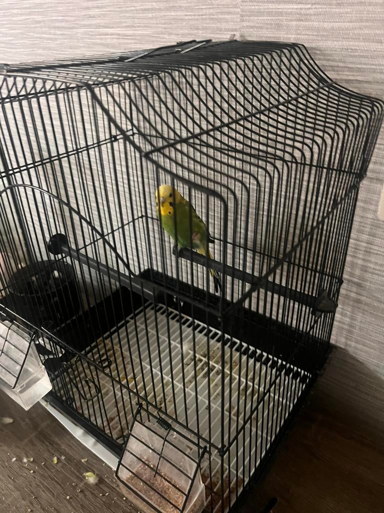 Grasparkiet, Enlèvement, Comme neuf