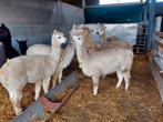 Drachtige alpaca merrie's, Juni, Meerdere dieren