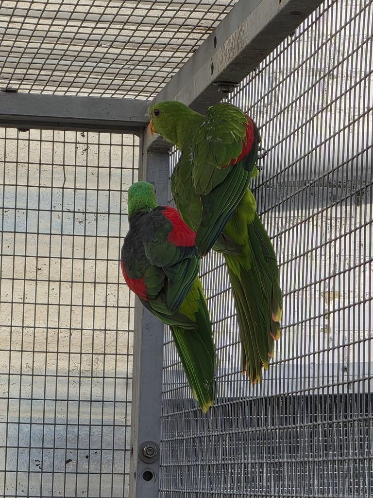 Koppel roodvleugels vast geringt, Dieren en Toebehoren, Vogels | Parkieten en Papegaaien, Geringd