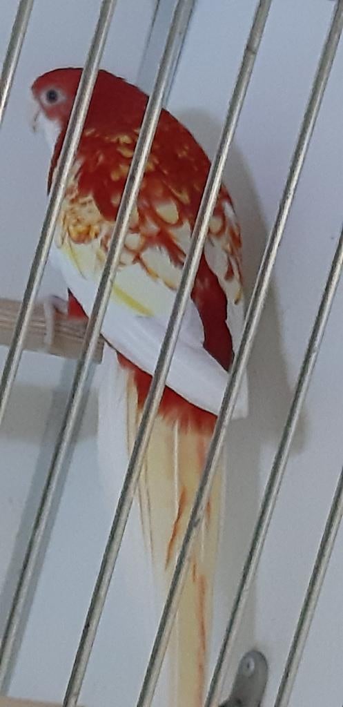 rosella rubino, Dieren en Toebehoren, Vogels | Parkieten en Papegaaien, Mannelijk, Parkiet, Pratend