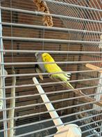 2x stuks jongen & meisje, Plusieurs animaux, Perruche