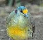 Celebes duif, Dieren en Toebehoren, Vogels | Duiven, Mannelijk, Overige soorten