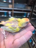 Geel baby dwergpapegaai, Dieren en Toebehoren