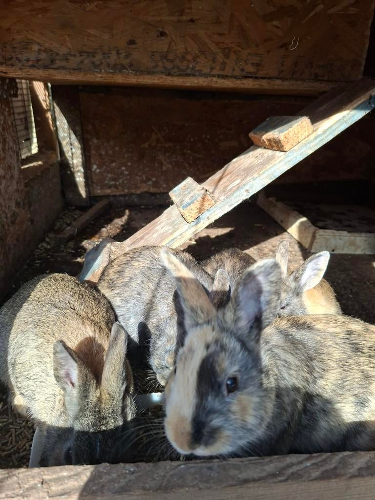 Lapin nain à vendre, Plusieurs animaux, Nain, 0 à 2 ans