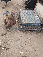 Haan, Dieren en Toebehoren, Pluimvee, Mannelijk, Kip