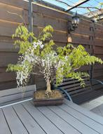 Glycine-bonsai - Wisteria Floribunda, Volle zon, Eenjarig, Lente, Ophalen