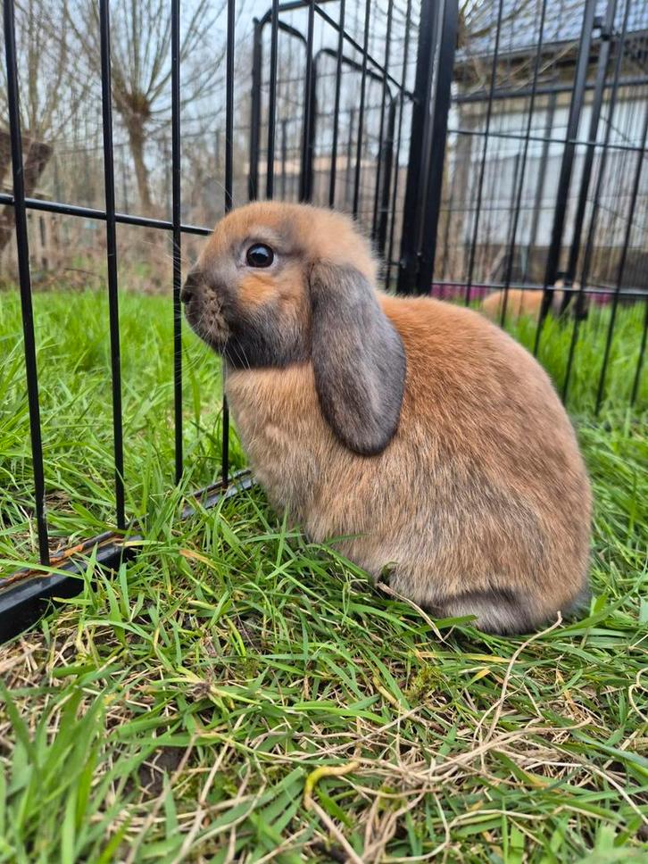 Nederlandse hangoordwerg voedster, Dieren en Toebehoren, Konijnen
