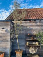 Olijfboom van 3 meter hoog., Ophalen, Olijfboom