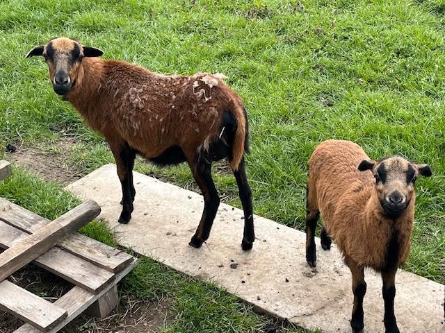 jonge ooien met lammetje(s) /drachtige jonge Kameroenschapen, Animaux & Accessoires, Moutons, Chèvres & Cochons, Mouton, Plusieurs animaux