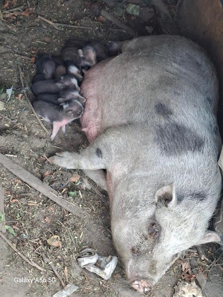 Mini hangbuikvarken te koop, Dieren en Toebehoren, Schapen, Geiten en Varkens