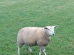2 schapen te koop, Animaux & Accessoires, Moutons, Chèvres & Cochons, Femelle, Mouton, 0 à 2 ans