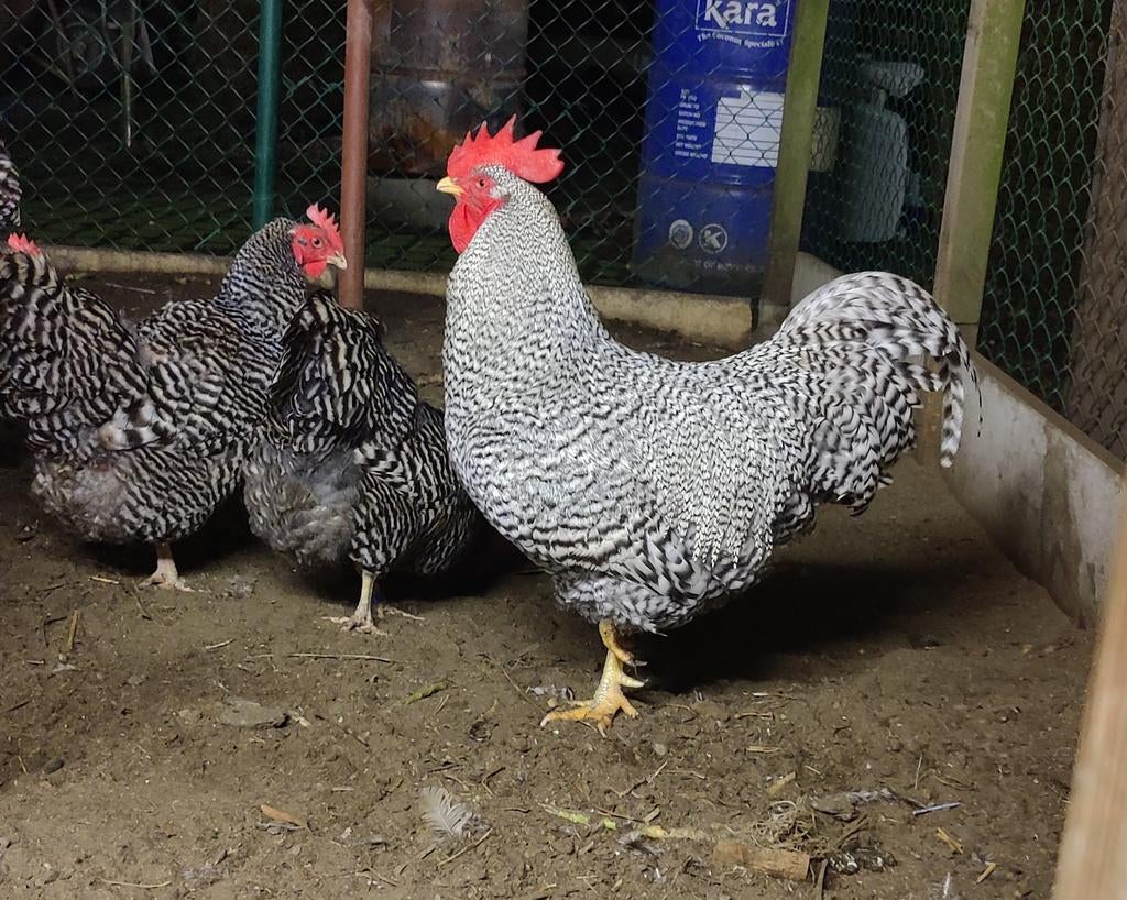 Raszuivere amrock haan (grote), Animaux & Accessoires, Volatiles