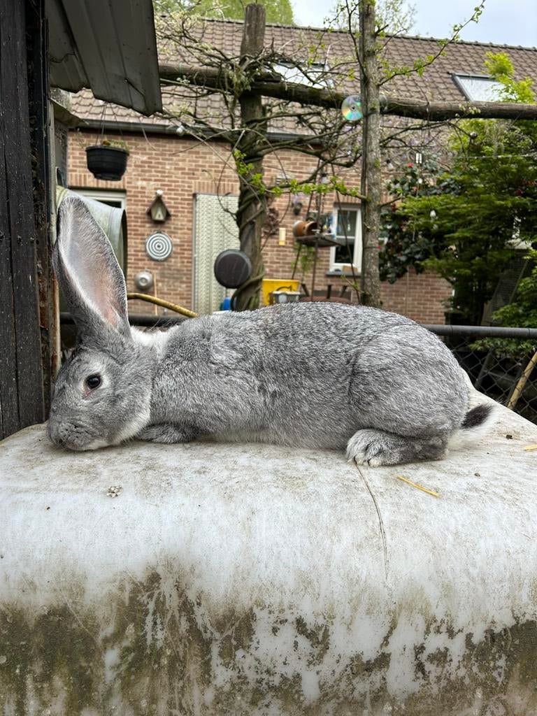 Zuivere Vlaamse reus ram, Animaux & Accessoires, Lapins, Mâle, Grand, 0 à 2 ans