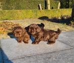 shih tzu pups, Parvo, België, Overige rassen, 8 tot 15 weken