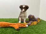 Chiots Border Collie, Colley, Plusieurs, Hépatite contagieuse (maladie de Rubarth), Belgique
