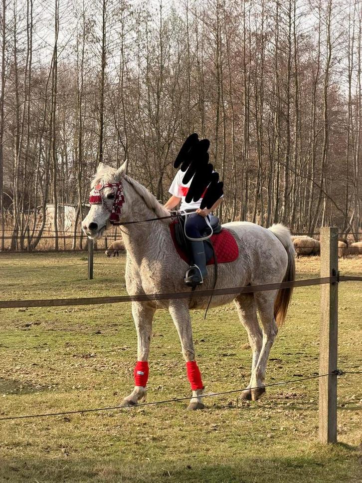 P rachtige witte Arabische merrie (16 jaar), Dieren en Toebehoren, Paarden, Merrie