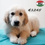 Golden Retriever - chiots à vendre, 15 semaines à 1 an, Golden retriever, Hépatite contagieuse (maladie de Rubarth), Plusieurs animaux