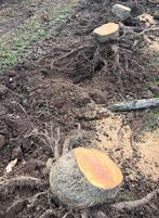 Gratis brandhout, Tuin en Terras, Brandhout, Ophalen