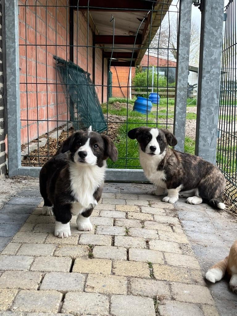 Prachtige corgi pups, Dieren en Toebehoren, België, Fokker | Hobbymatig, Overige rassen, 8 tot 15 weken