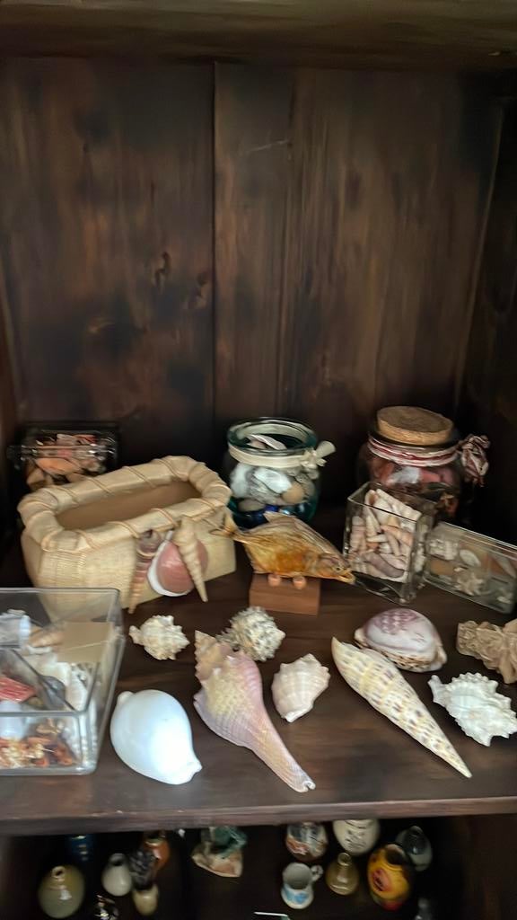 Schelpen allerlei bieden, Antiek en Kunst, Curiosa en Brocante, Ophalen