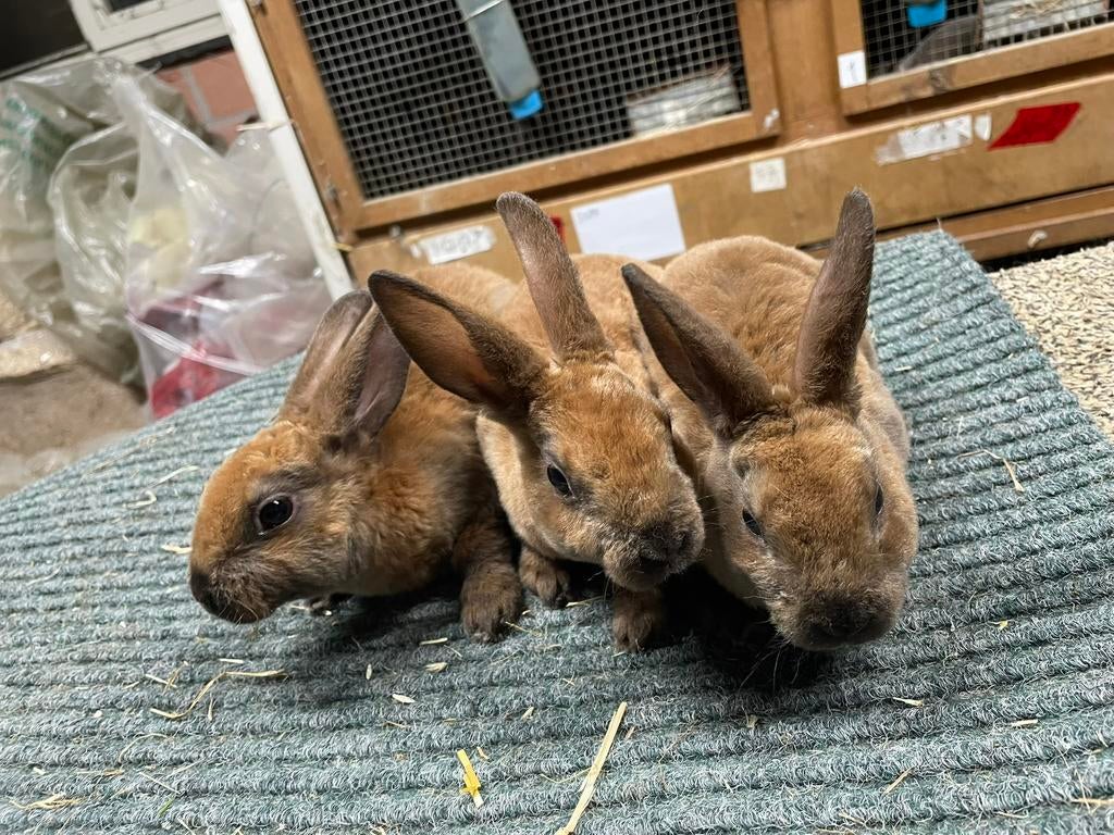 Klein rex konijn in de kleur Madagaskar te koop, Dieren en Toebehoren, Konijnen, Meerdere dieren, Klein, 0 tot 2 jaar