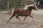 3 jarige Welsh B 🩵 ruin, Dieren en Toebehoren, Paarden, Ruin, Onbeleerd, Met stamboom, 3 tot 6 jaar