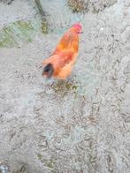 Mooien groote haan, Dieren en Toebehoren, Pluimvee