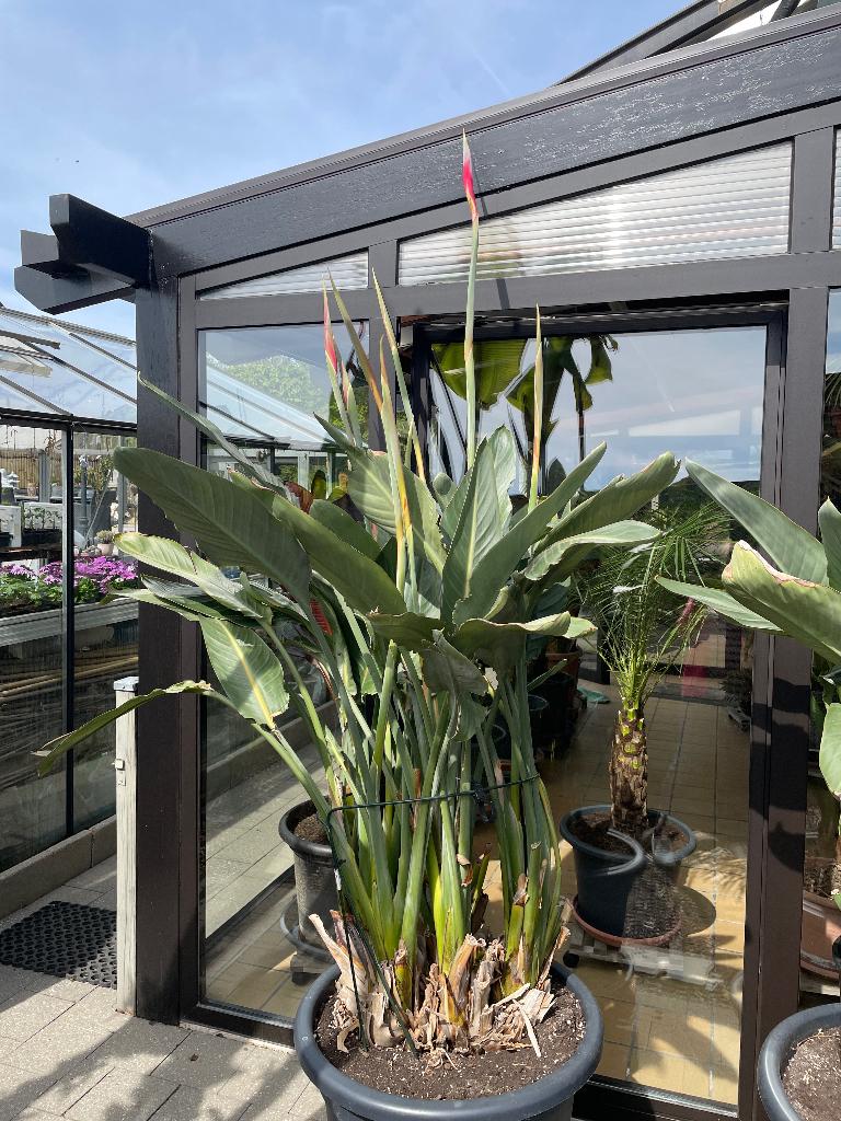 Stralitia Regina, Hobby & Loisirs créatifs, Hobby & Loisirs Autre, Enlèvement, Utilisé