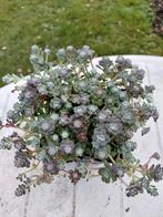 Sedum Cape Blanco, Tuin en Terras, Ophalen, Halfschaduw