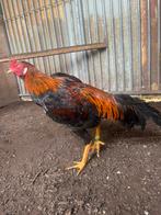 Hint x thai, Dieren en Toebehoren