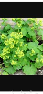 Vrouwenmantel, Tuin en Terras, Planten | Tuinplanten, Vaste plant, Halfschaduw, Zomer, Ophalen