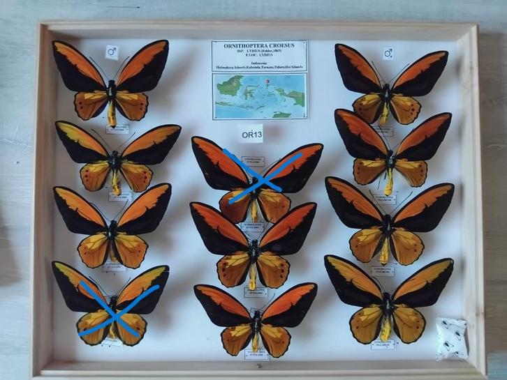 uitzonderlijke vlindercollectie (40lades) deel 1, Verzamelen, Dierenverzamelingen, Zo goed als nieuw, Opgezet dier, Insect, Ophalen