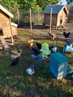 Kippen alle categorieën, Dieren en Toebehoren