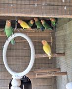 Agapornis Rosseicollis, Dieren en Toebehoren, Geringd