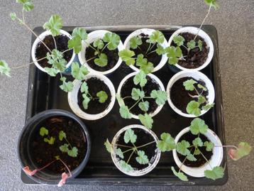 geurgeranium (anti-muggen) beschikbaar voor biedingen