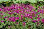 Geranium macrorrhizum, cantabrigiense, sanguineum, enz, Ophalen, Bodembedekkers, Vaste plant, Halfschaduw