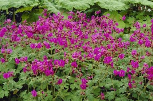 Geranium macrorrhizum, Tuin en Terras, Planten | Tuinplanten, Vaste plant, Bodembedekkers, Halfschaduw, Zomer, Ophalen