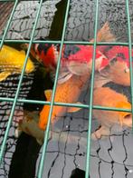 Japanse koi tel 0484508252, Dieren en Toebehoren