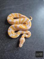 Juvéniles python regius, Dieren en Toebehoren, Slang, 0 tot 2 jaar