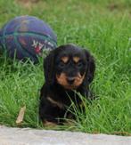Teckel pups, Dieren en Toebehoren, België, CDV (hondenziekte), 8 tot 15 weken, Teef