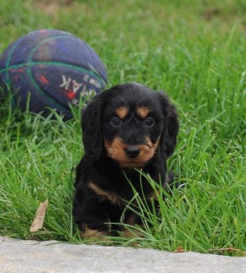 Teckel pups beschikbaar voor biedingen